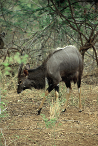 Nyala - Copyright Tony Coatsworth/Gina Jones