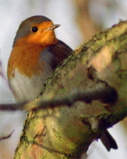 Robin