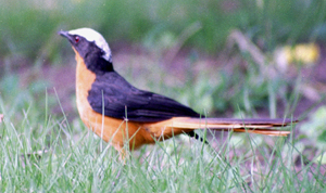 White-crowned Robin-chat - Copyright Tony Coatsworth/Gina Jones 2002