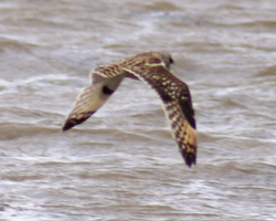 Short-eared Owl