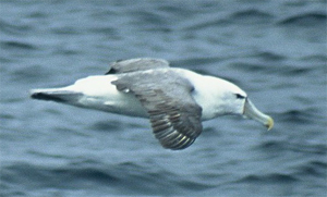 Shy Albatross - Copyright Tony Coatsworth/Gina Jones