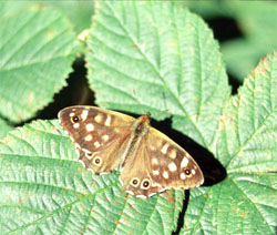 Speckled Wood