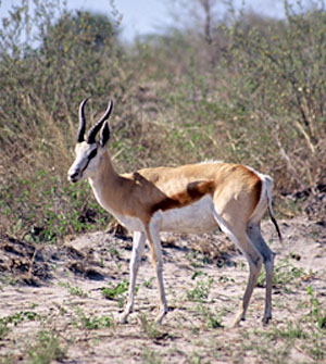 Springbok - Copyright Tony Coatsworth/Gina Jones 2002