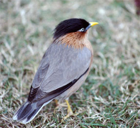 Brahminy Starling - copyright Tony Coatsworth