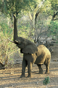 Elephant - Copyright Tony Coatsworth/Gina Jones