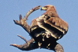 Tawny Eagle - Copyright Tony Coatsworth/Gina Jones