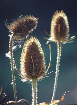 Teasels