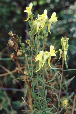 Common Toadflax