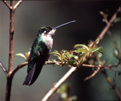 Volcano Hummingbird - Copyright Tony Coatsworth/Gina Jones 2003