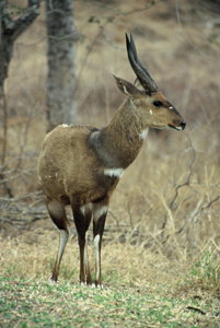 Waterbuck - Copyright Tony Coatsworth/Gina Jones