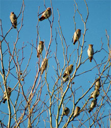 Waxwings