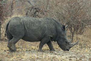 White Rhino - Copyright Tony Coatsworth/Gina Jones