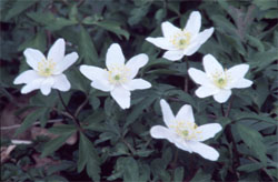 Wood Anemone