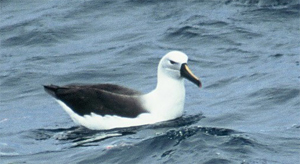 Yellow-nosed Albatross - Copyright Tony Coatsworth/Gina Jones